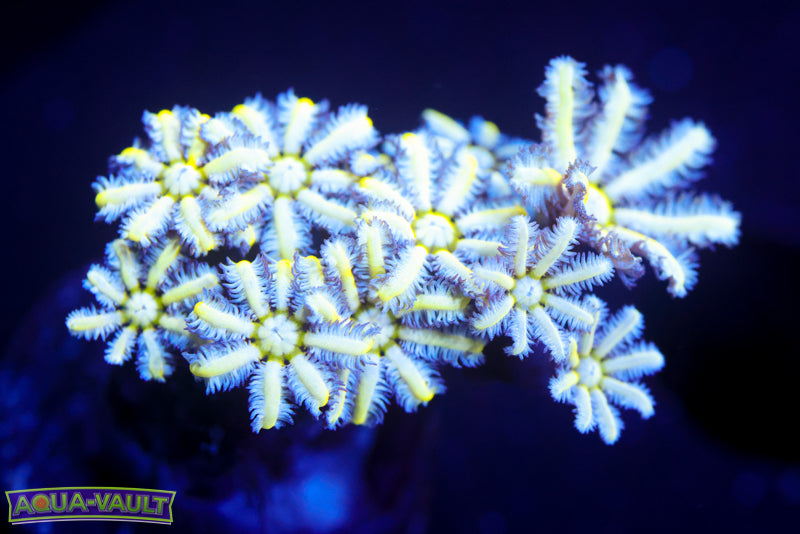 Reuinion Flower Pipe Organ 4