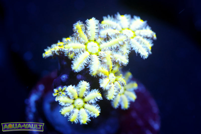 Reuinion Flower Pipe Organ 5