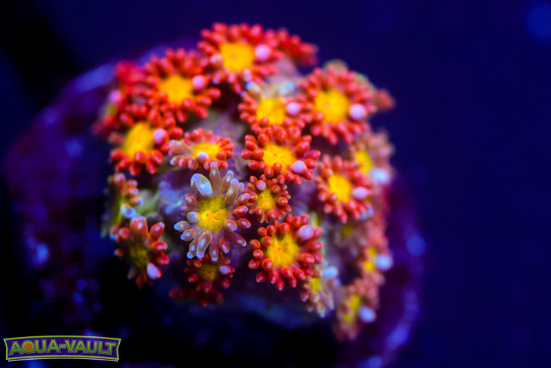 TCK Oddboll Micro Goni 2