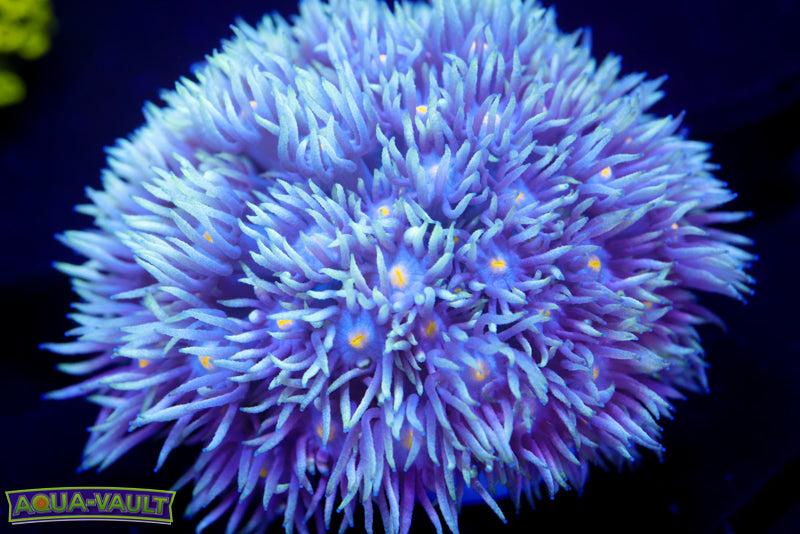 Yellow Eye Blue Goni Colony (NICE)