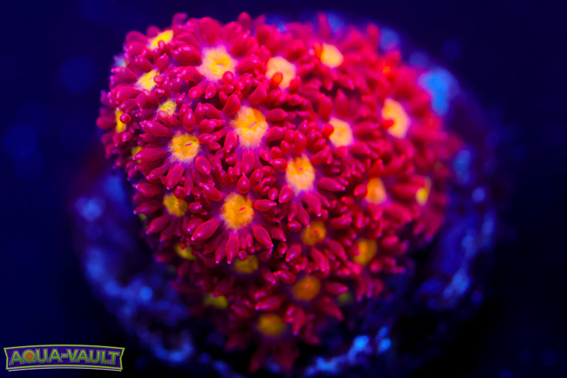 Combustion Micro Goni 3