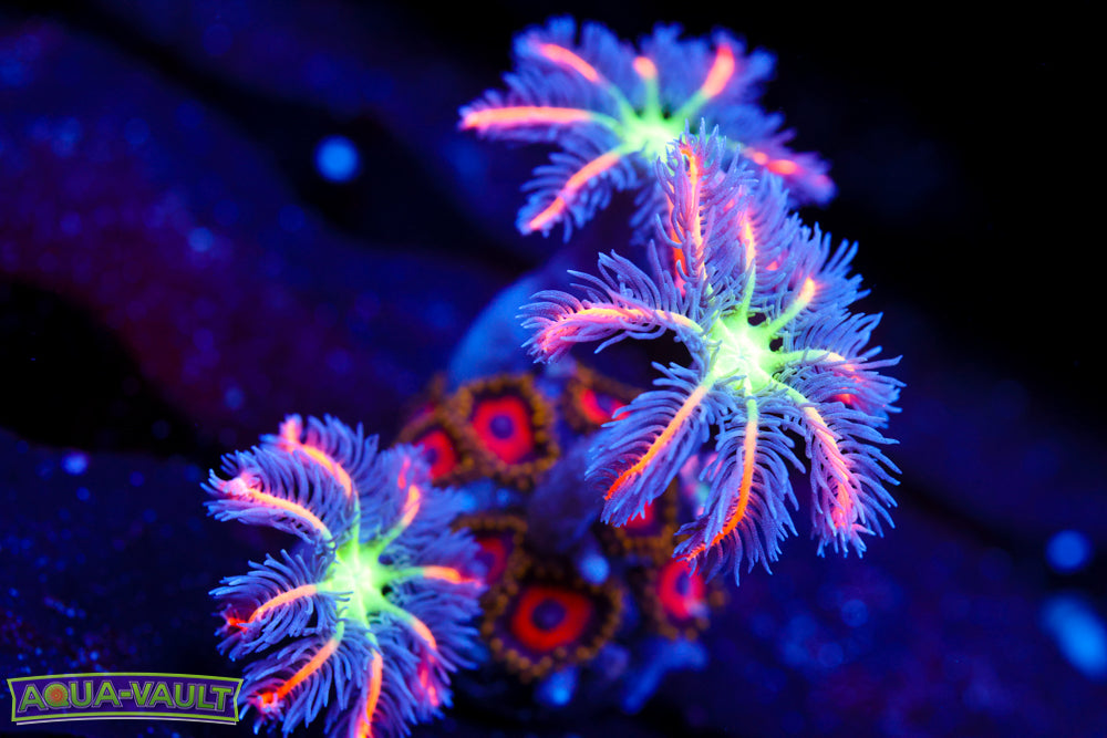 Big R Fireworks Clove + Fruit Loops Zoa