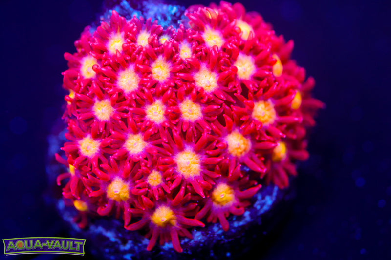 Combustion Micro Goni 4