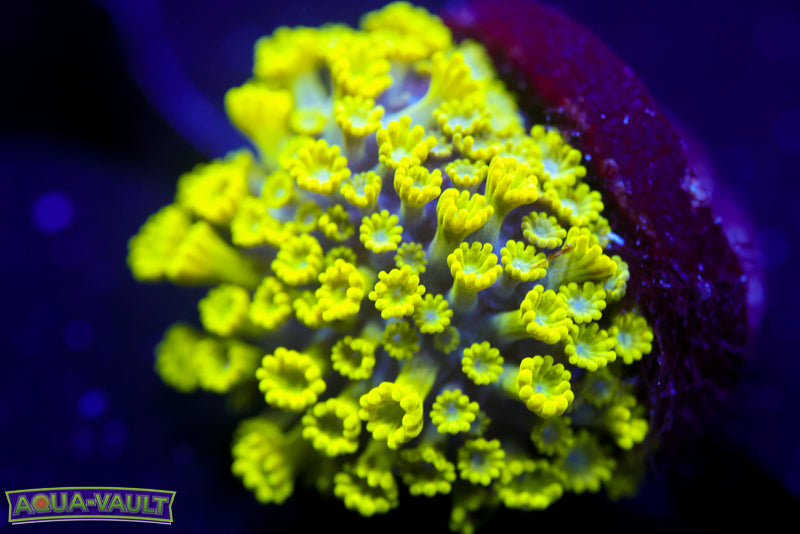 CV Grouch Micro Alveopora 2