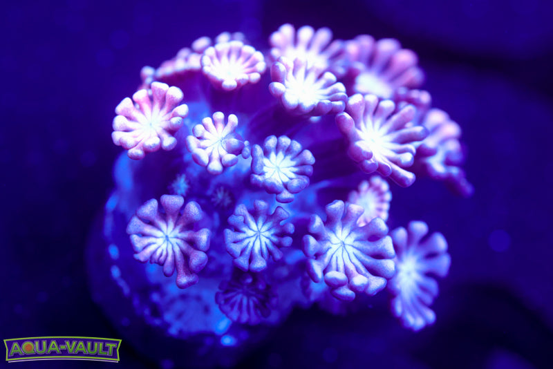 Ultra Violet Alveopora 1