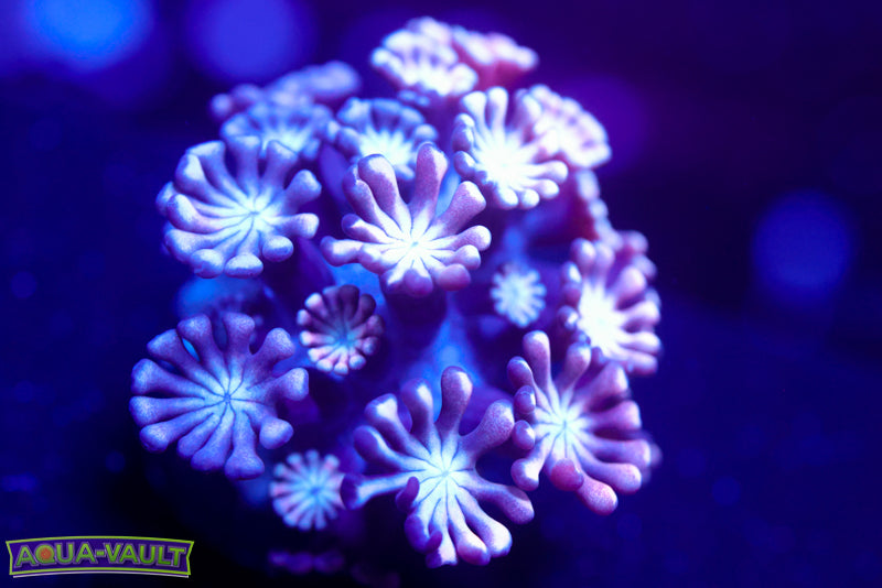 Ultra Violet Alveopora 2