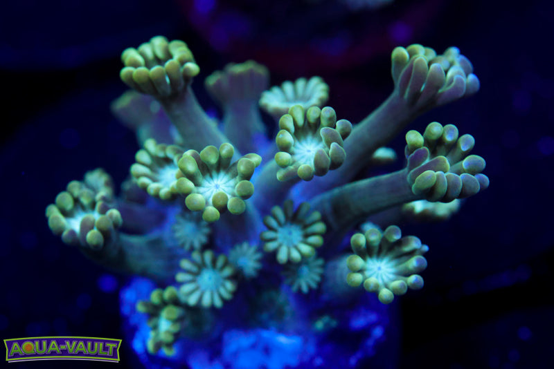 Green Long Stem Alvy 1