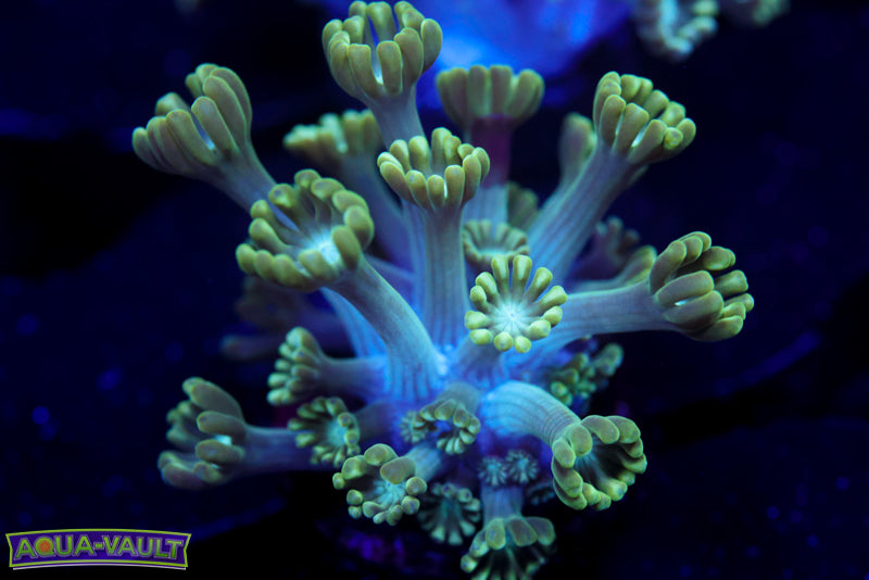 Green Long Stem Alvy 2