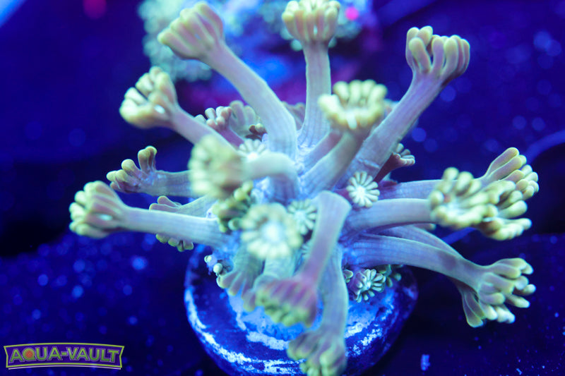 Green Long Stem Alvy 3