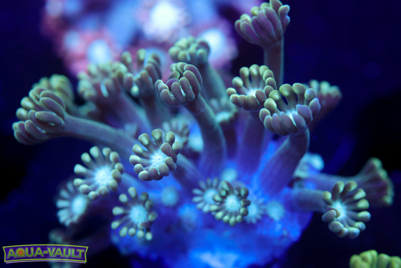 Green Long Stem Alvy 4