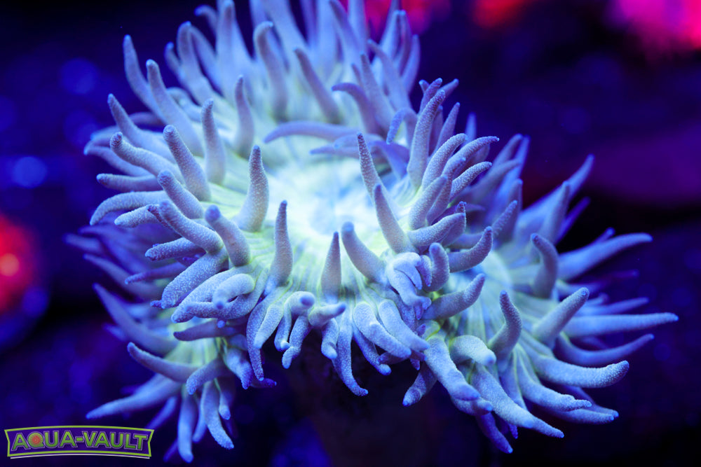 Branching Dungeon Coral