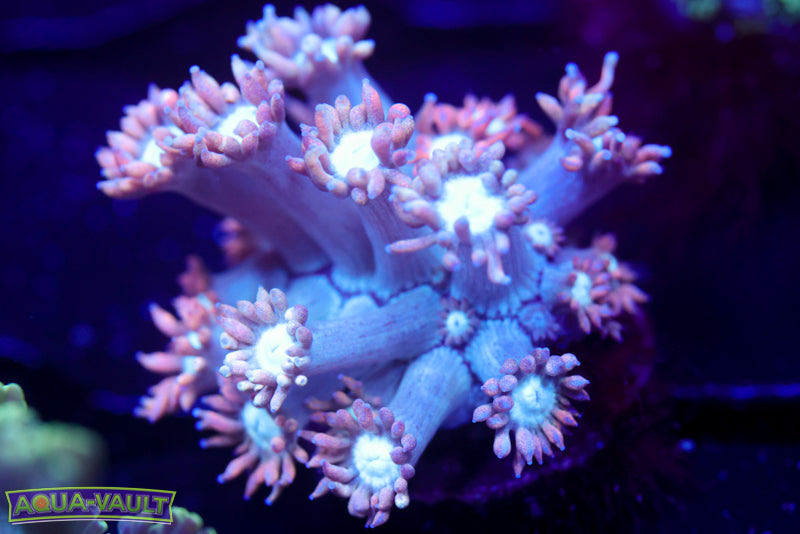 CV White Walker Goni 2