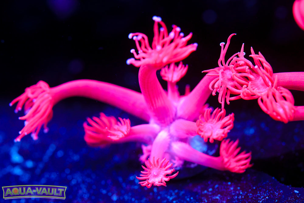 Red Room Goniopora 2