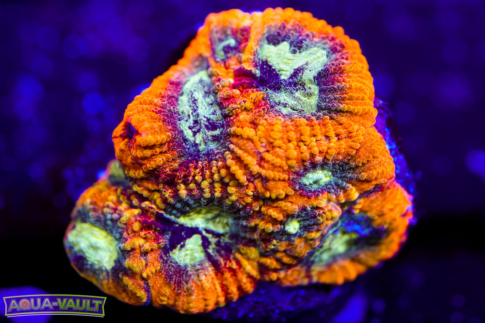 Yellow Submarine Favia