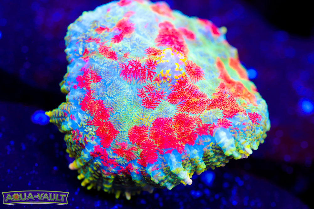 Pincushion Rainbow Rhodactis Mushroom