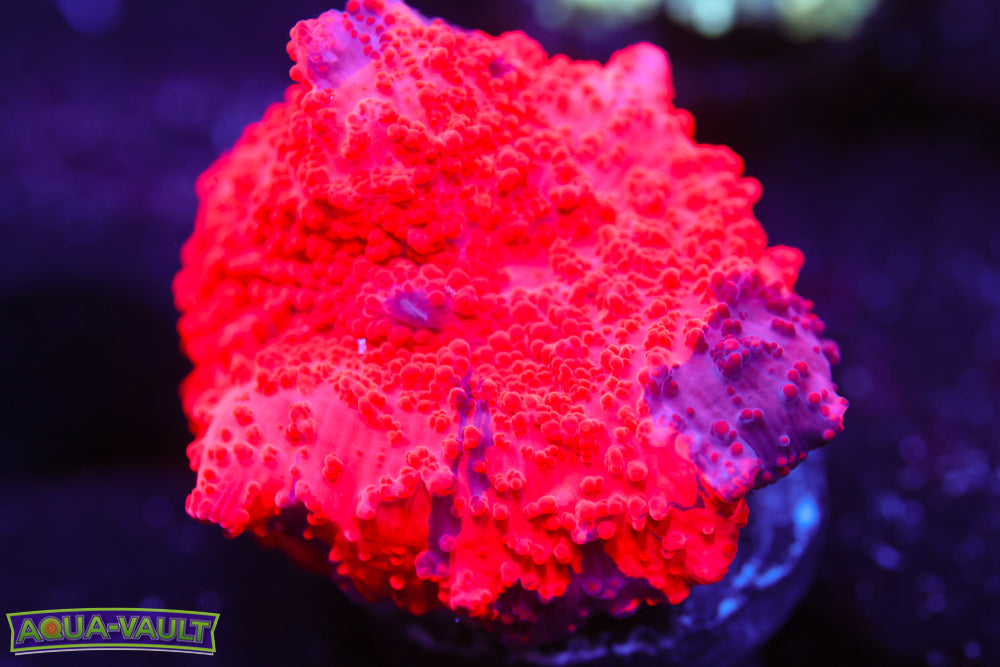 Deadpool Eclectus Mushroom