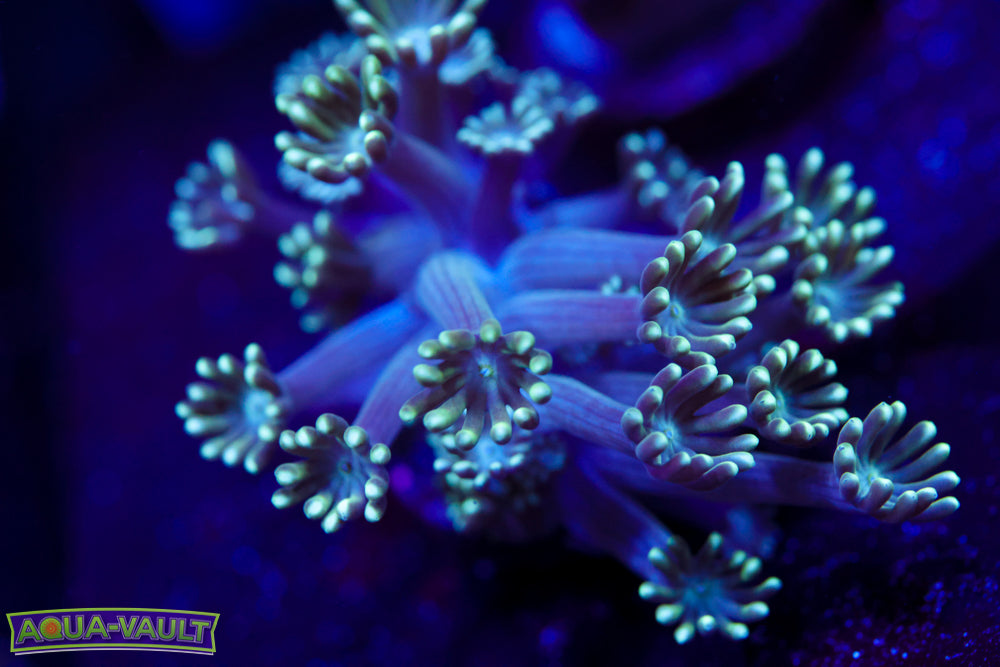 Lime Flower Alveopora