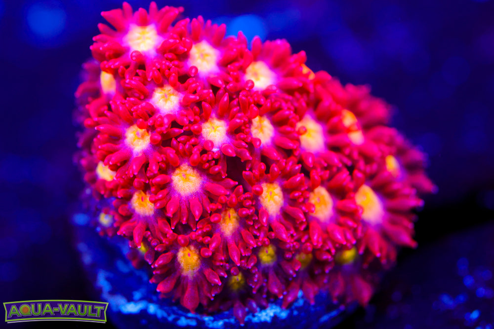 Combustion Goniopora 1