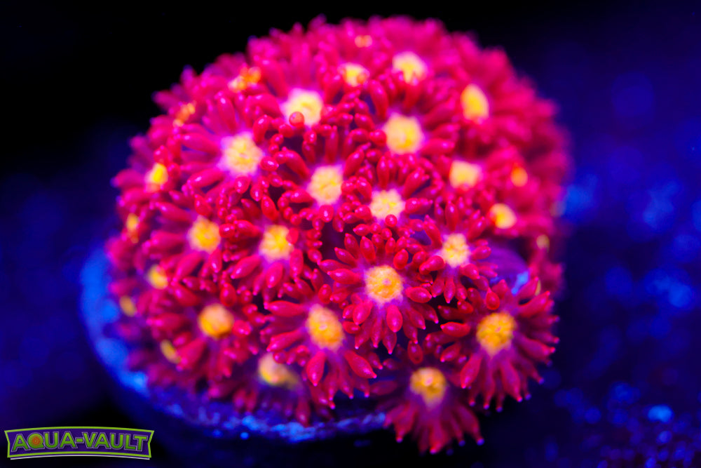 Combustion Goniopora 2