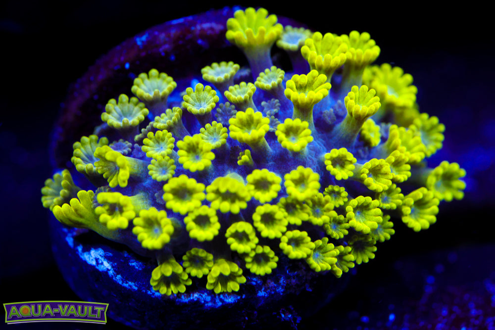 CV Grouch Micro Alveopora