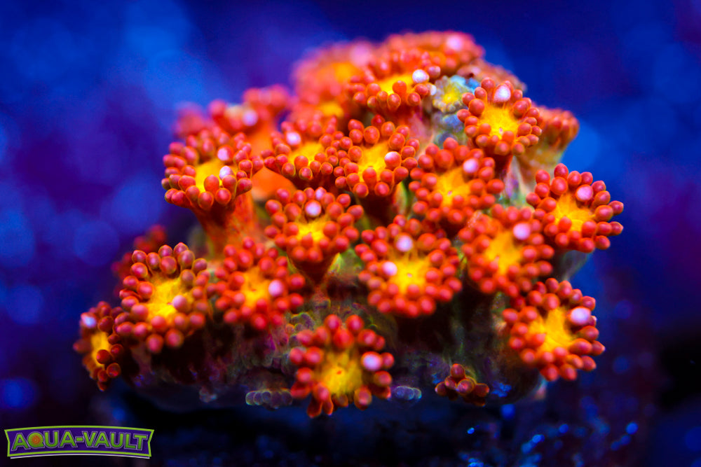 TCK Oddball Micro Goniopora 1
