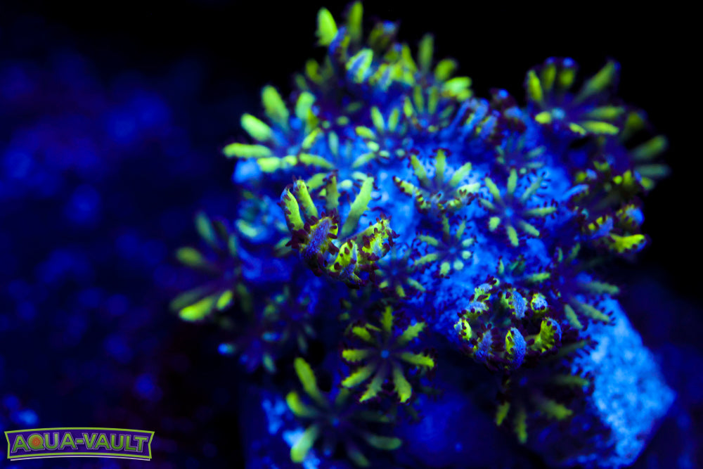 Blue Green Sympodium