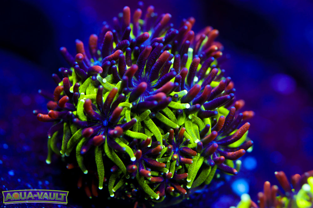 Sonic the Hedgehog Galaxea 2