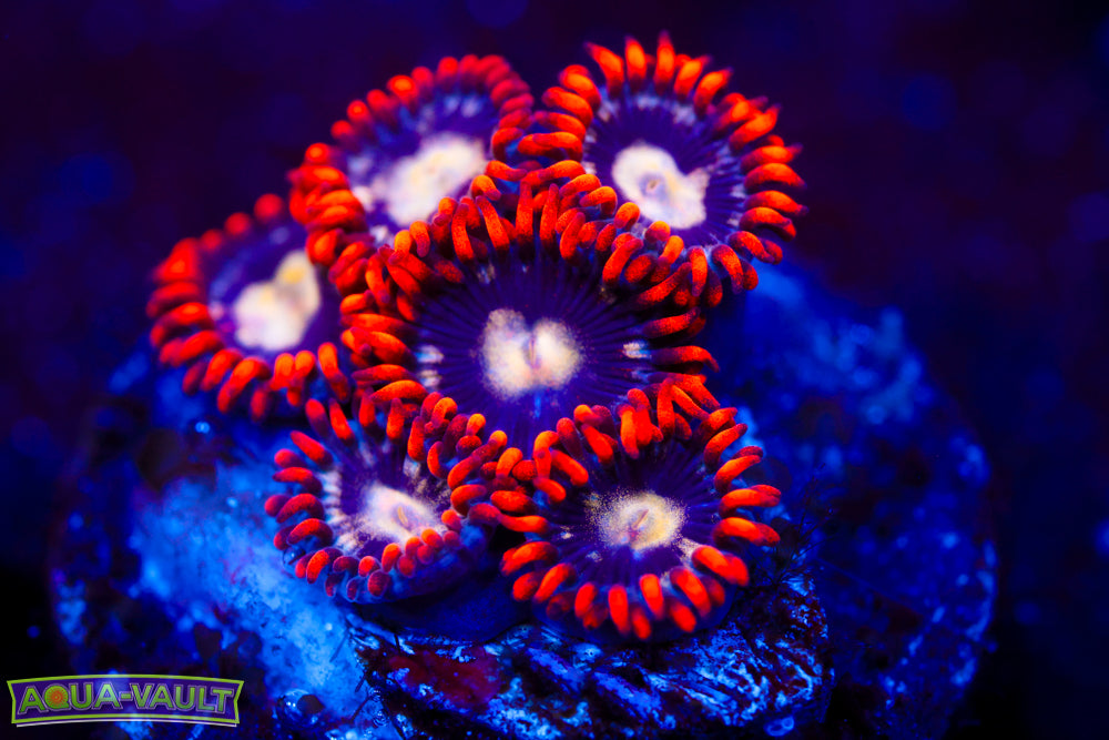 Firecracker Zoa 1