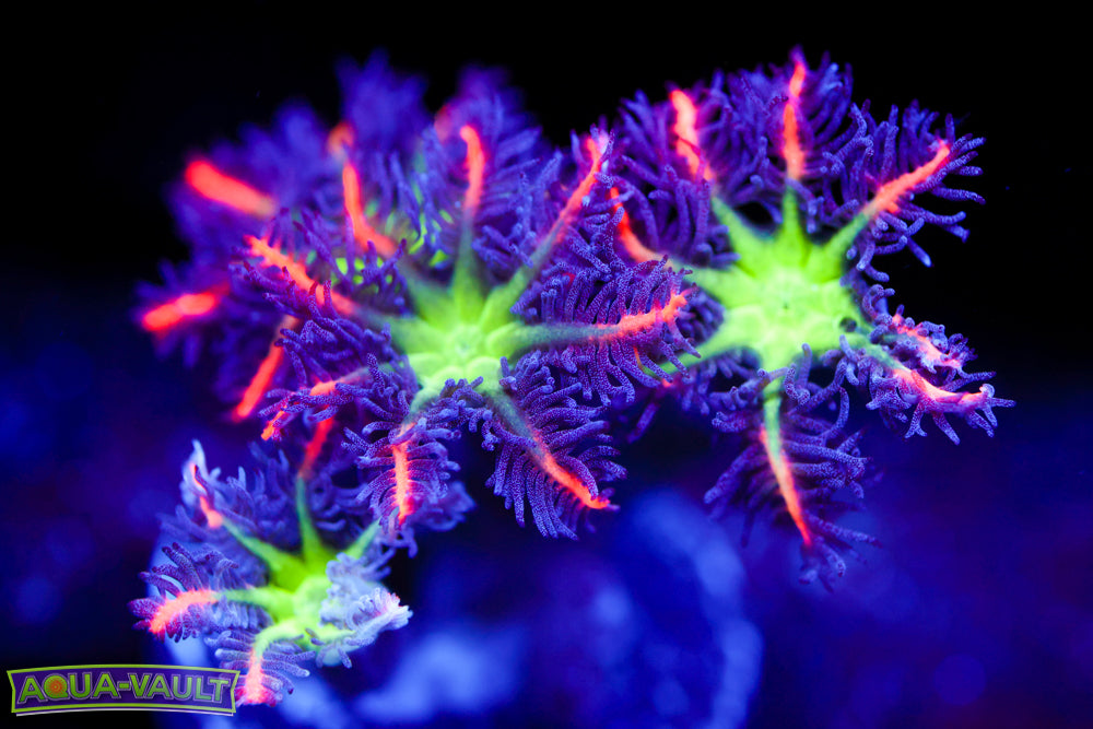 Big R Fireworks Clove Polyps