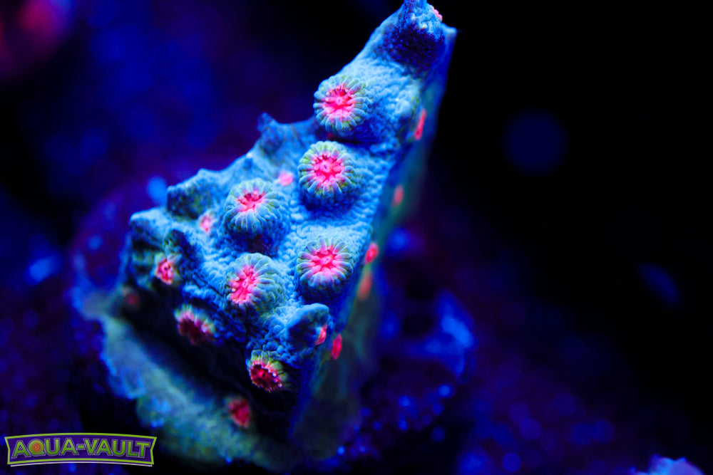 Meteor Shower Cyphastrea