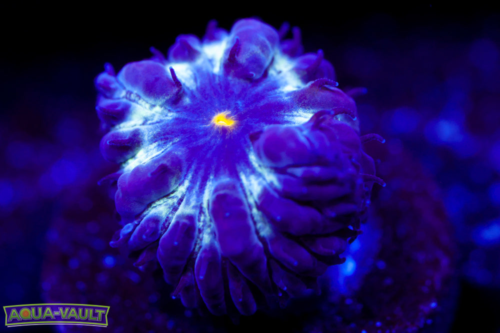 Black Raven Blasto Merletti 1