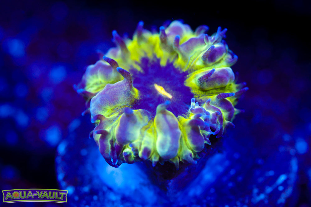 Master PPE Blasto Merletti 1