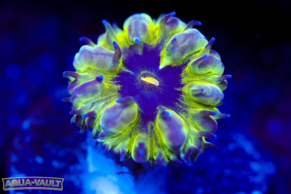 Master PPE Blasto Merletti 2