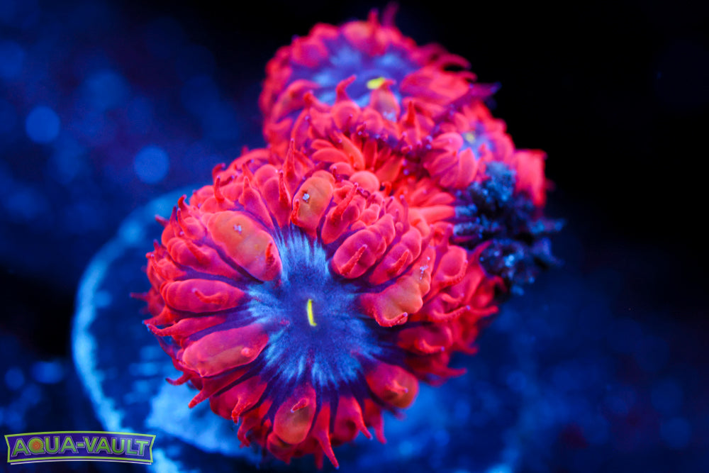 Superman Blasto Merletti 1