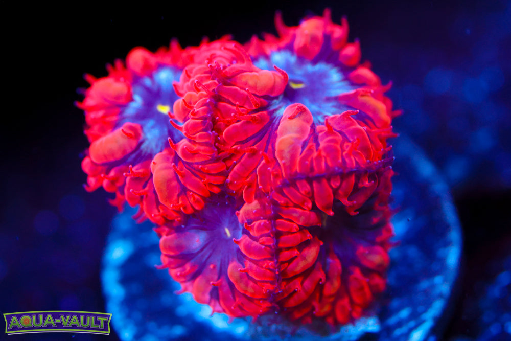 Superman Blasto Merletti 2