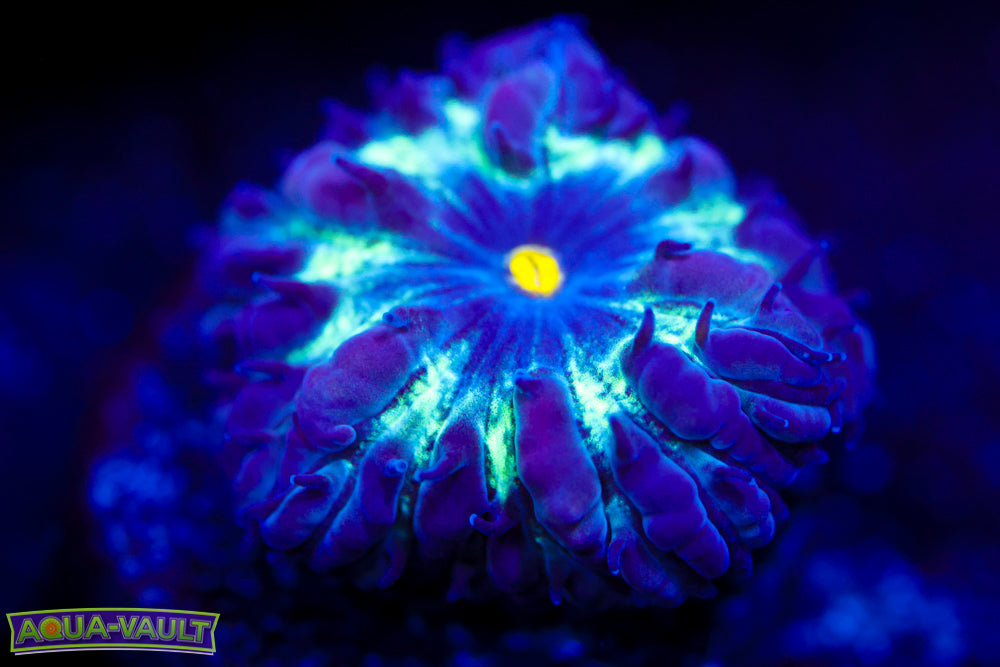 Black Raven Blasto Merletti 2