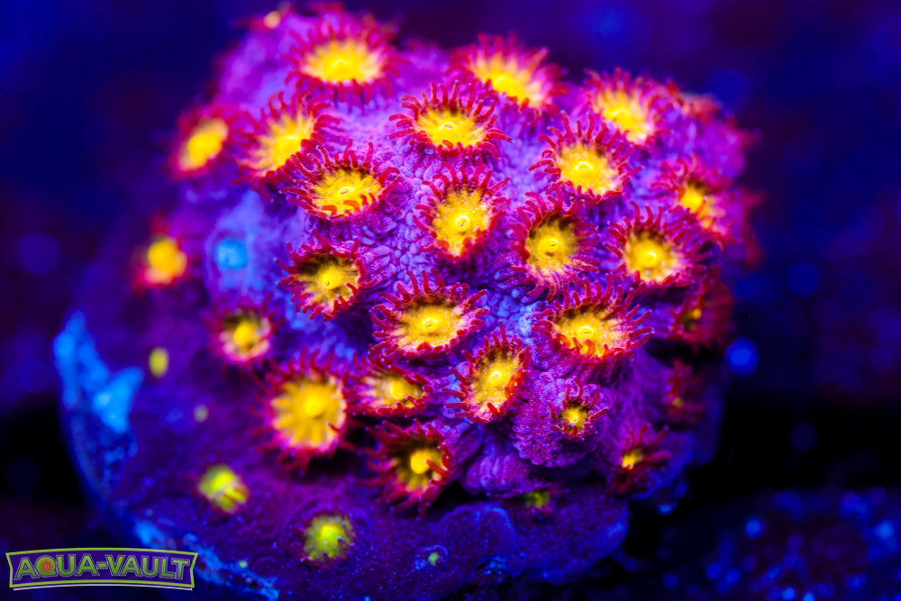 Bling Bling Cyphastrea 1
