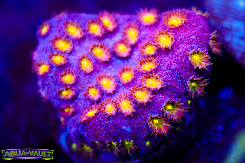 Bling Bling Cyphastrea 2