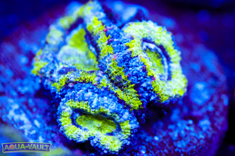 Alien Eye Acan 1
