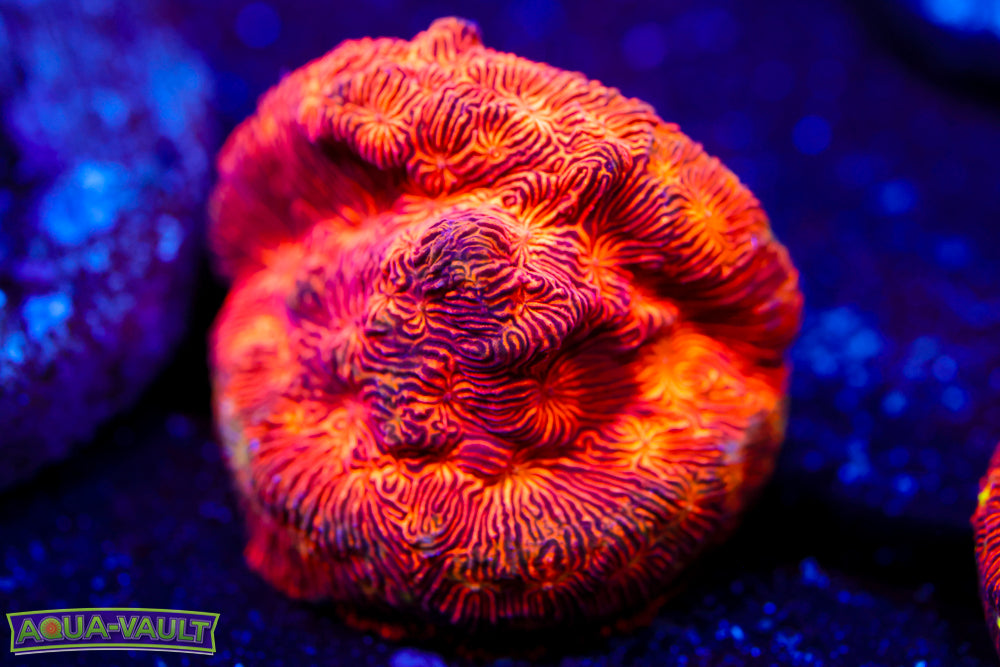 CC Rising Sun Lepto 1