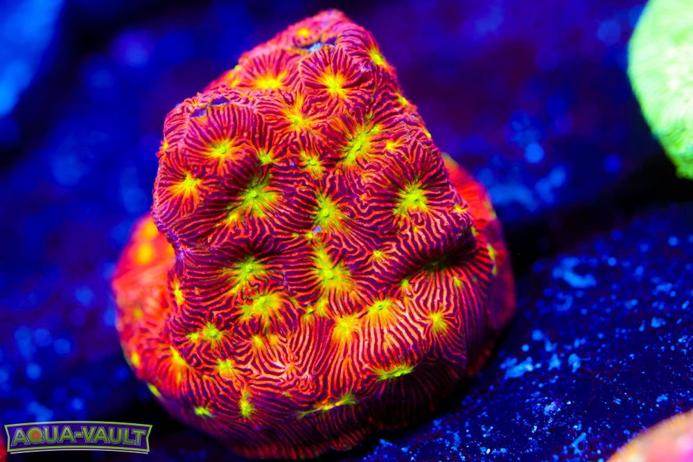 Jack o' Lantern Lepto 1