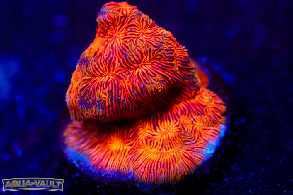 CC Rising Sun Lepto 2