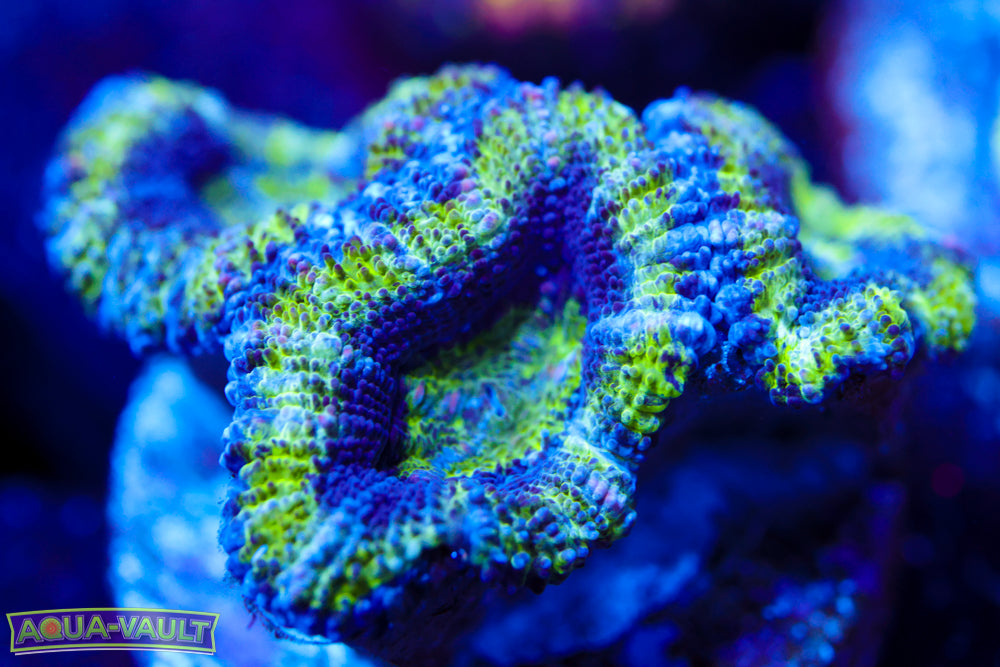 Alien Eye Acan 2