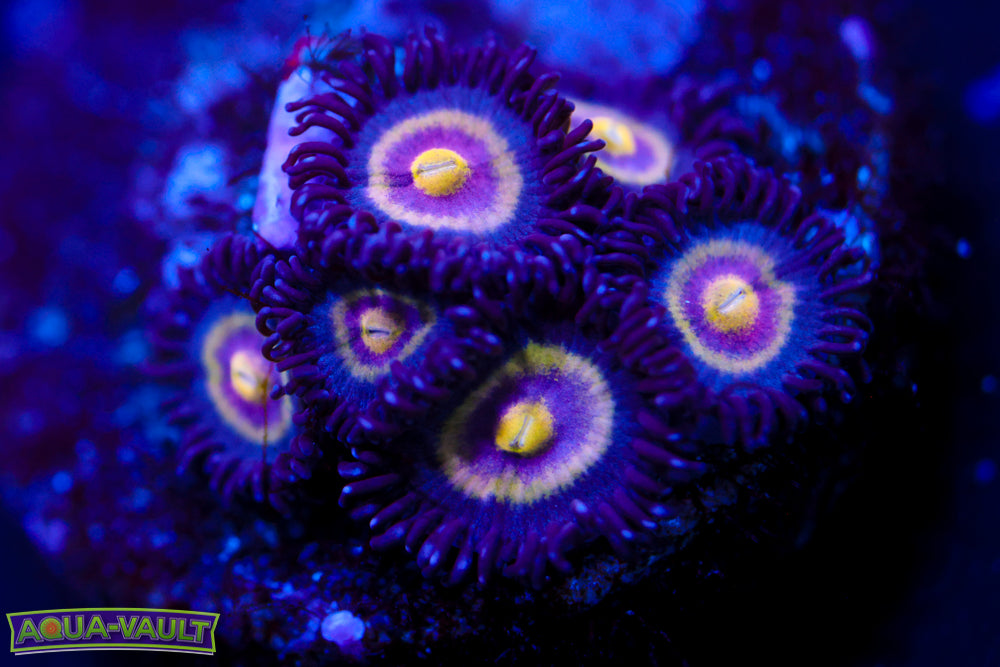 UC Shapeshifter Zoa 1