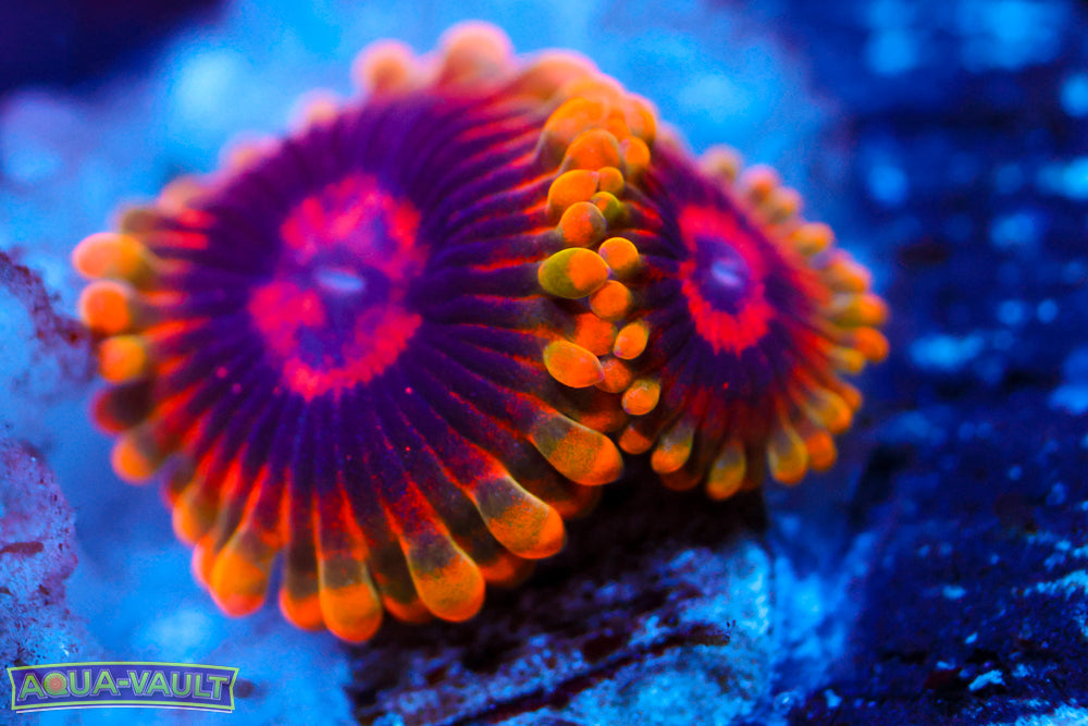 Mind Trick Zoa 1