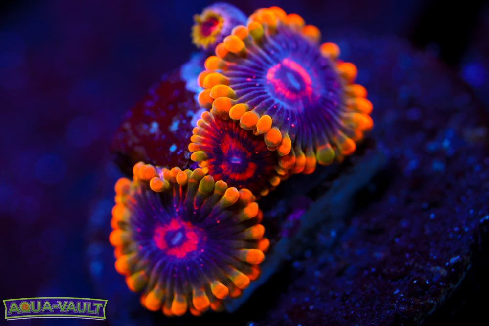 Mind Trick Zoa 2