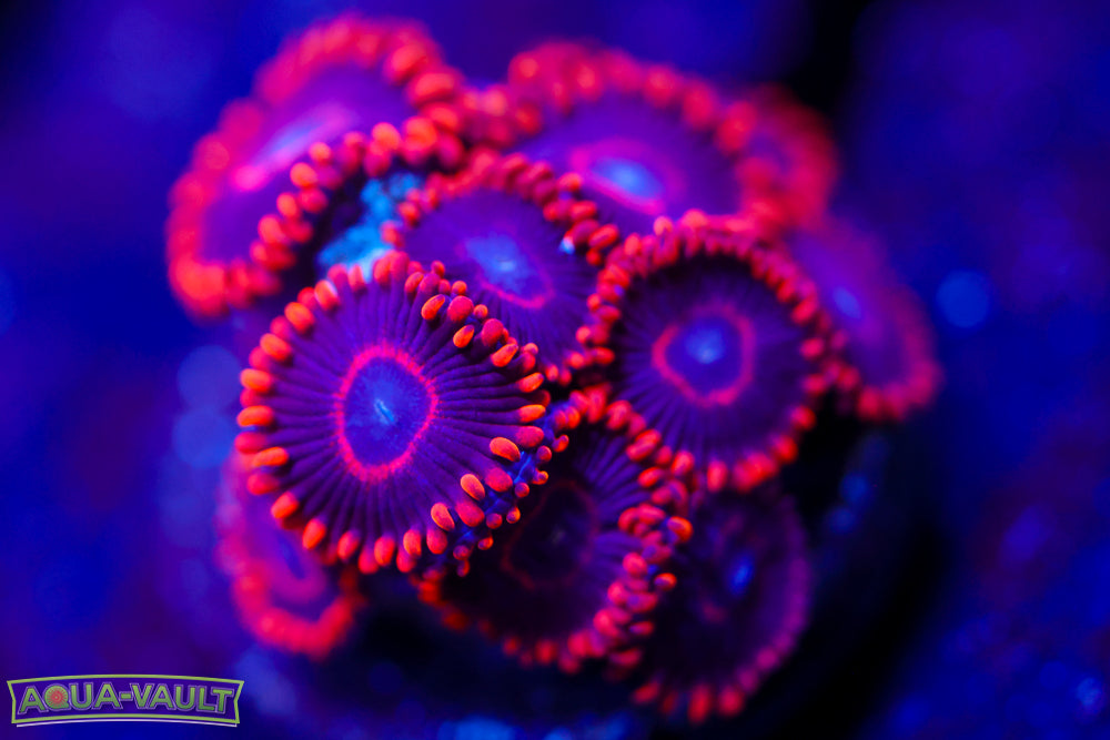 Red Hornet Zoa 1