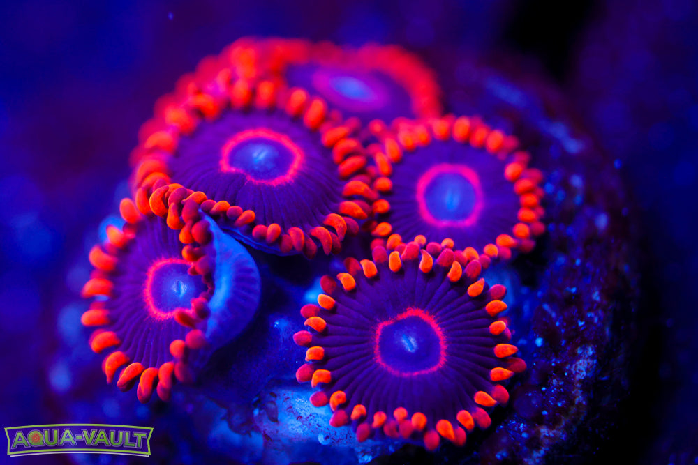 Red Hornet Zoa 2