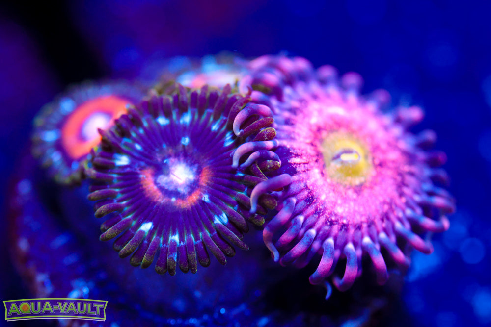 Chong Bong + Ultra Nipple Zoa 1