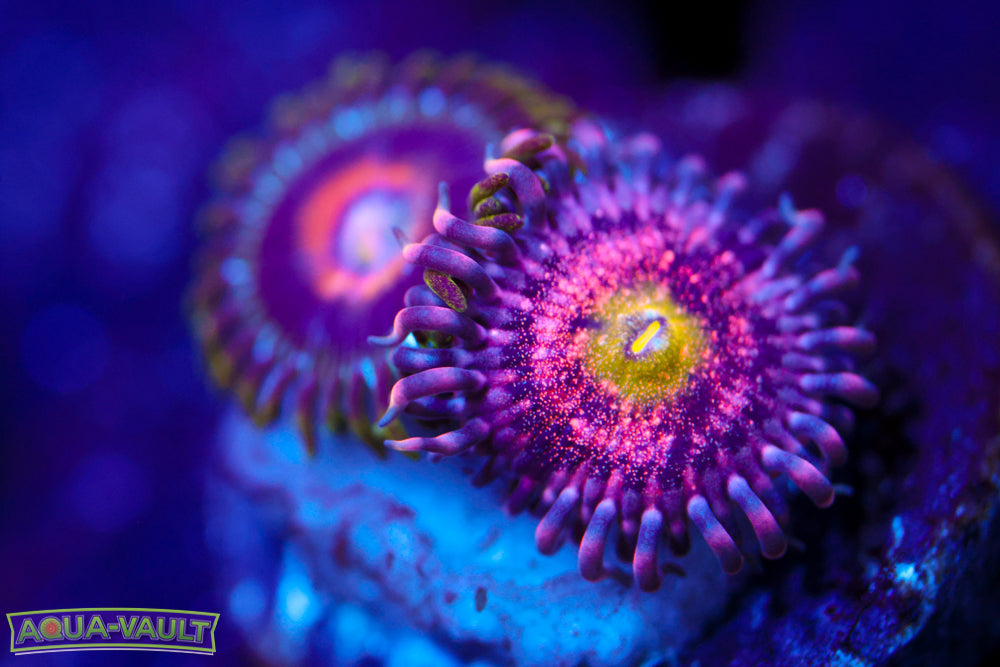 Chong Bong + Ultra Nipple Zoa 2